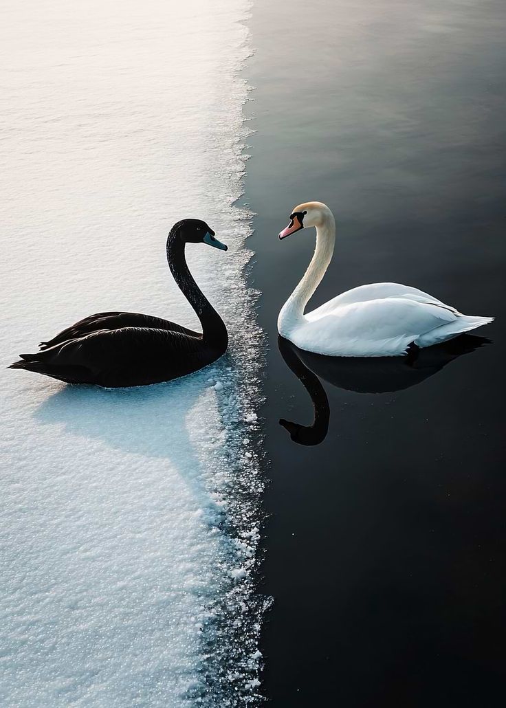 Kusursuzluğun Bedeli: Black Swan’da Benlik, Kontrol ve Karanlık Tarafımız